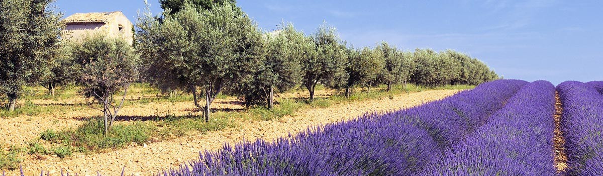 provence_header